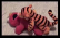 Tigger And Elmo Get It On