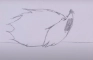 Hedgehog Sneezing Animation (For Class)
