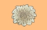 Lichenthrope