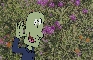 Billy Sprout Guy 6