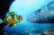 Finding Nemo Remake LEAKED SCENE