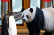 A Panda Sneaks into The Club Penguin Pizza Parlor