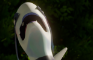 Climax Alt: Lugia and Charizard - Fall for me