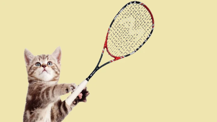 tennis cat