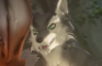Wolf Male x Hare Male Doggystyle