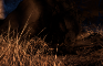 Werewolf Den