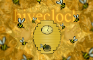 HiveClock: The Combplete Saga