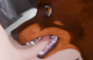 Snake eater