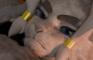 Loop: Sybil and Fox Link - Grindrail