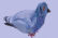 pigeon_spin