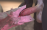 Sergal sensation