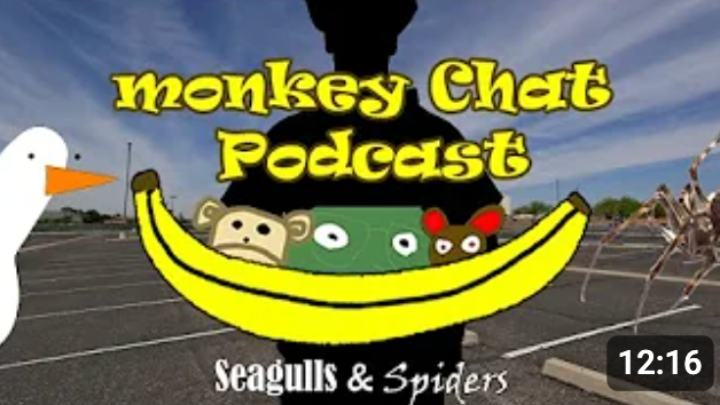 Monkey Chat Podcast - Seagulls and Spiders