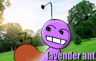 lavander ant