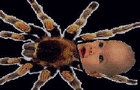 SpiderBabyPreview