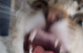 cat murders man