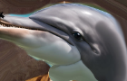 homophobic dolphin