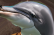 homophobic dolphin