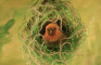 How to Build a Nest