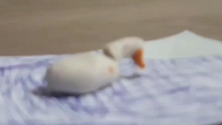 Duck