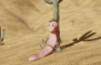 Worm Of The West