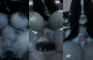 A visit from Sadako Pt1