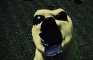 grub duck