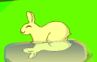 A Bunny's adventure
