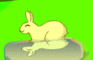 A Bunny's adventure
