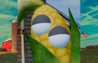 The Corn Conundrum