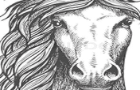 interupting cow i mean horse