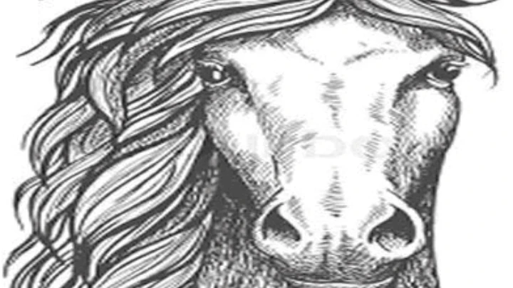 interupting cow i mean horse