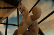Shiba (3)