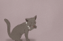 Febuary and March Animations