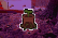 rusty plants soaked in blood