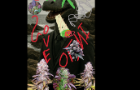 Magic Shroom Blast
