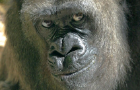 100 men vs 1 gorilla