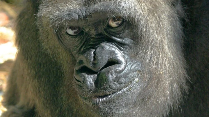 100 men vs 1 gorilla