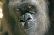 100 men vs 1 gorilla