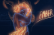 Ember