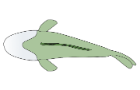 Swimming fish