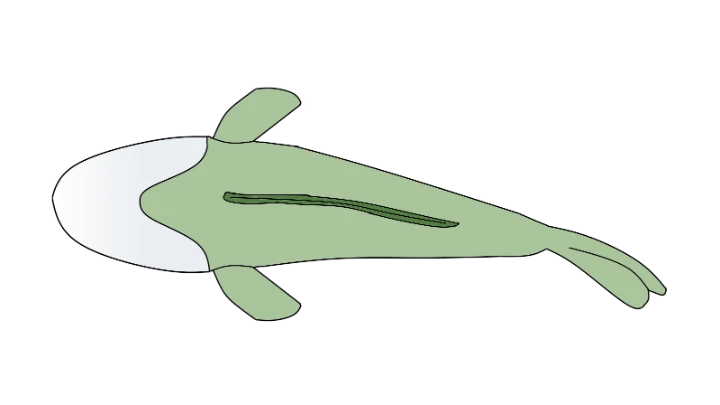 Swimming fish