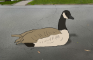 Spitwads - The Goose Experiment