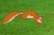 Squirrel team up
