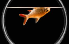 Finding Nemo, hang1ng himself