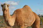 The spectacular joking camel!