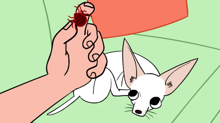 Dog Treats