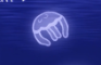moon jellies