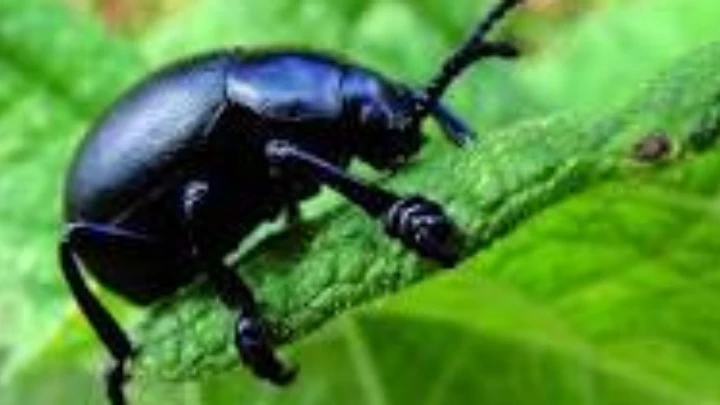 Beetles