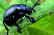 Beetles