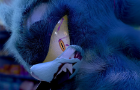 Sonic in Scared Stupid: The Final Chapter Preview